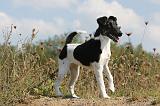 FOX TERRIER POIL LISSE 203